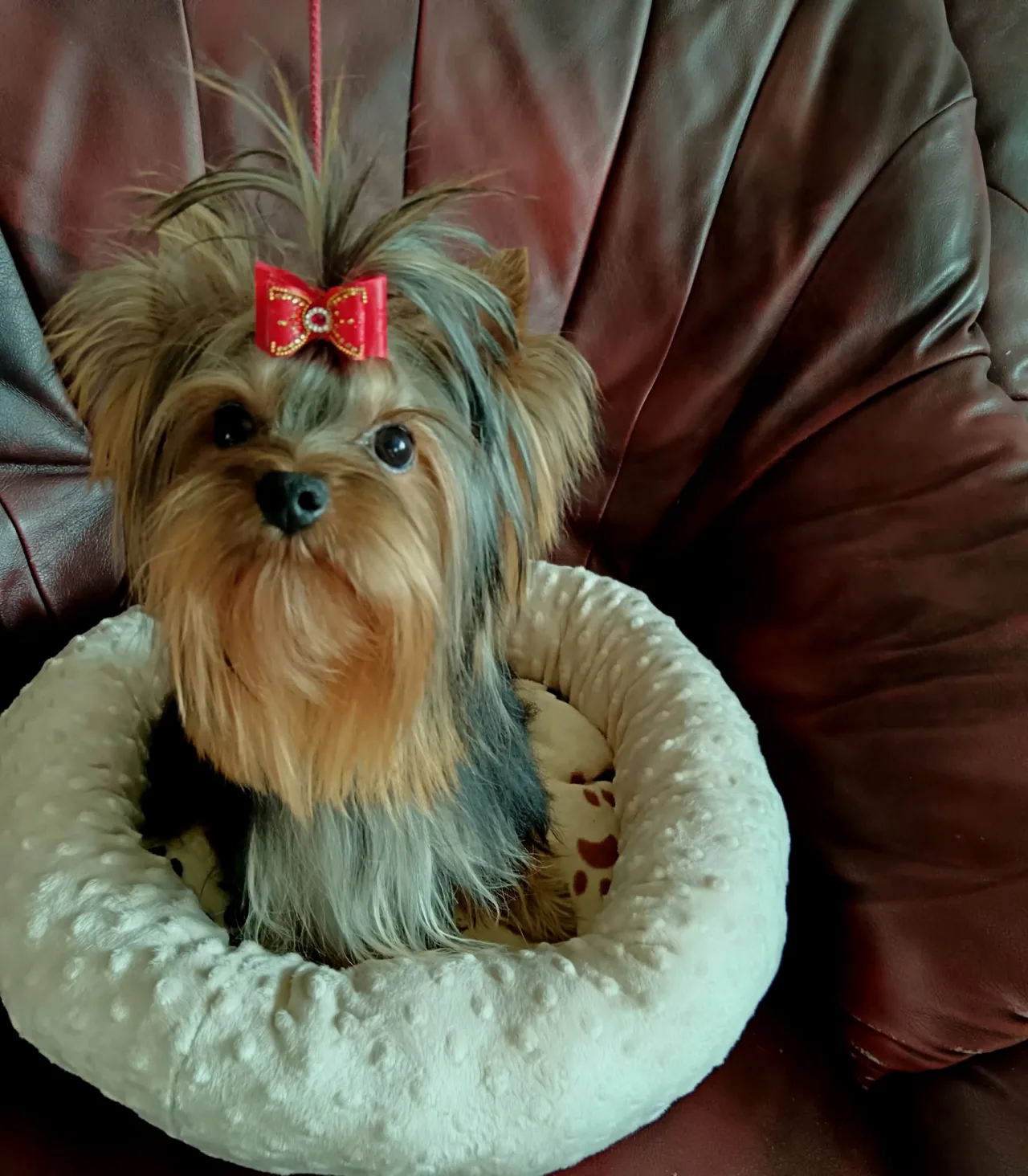 Cadillac Crystal Of The York