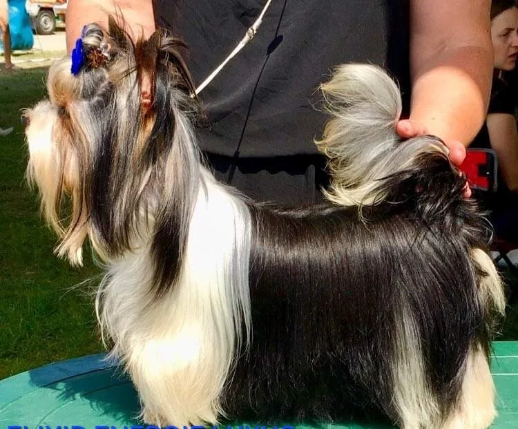 Elixir Of Energi Luxus Lazuri