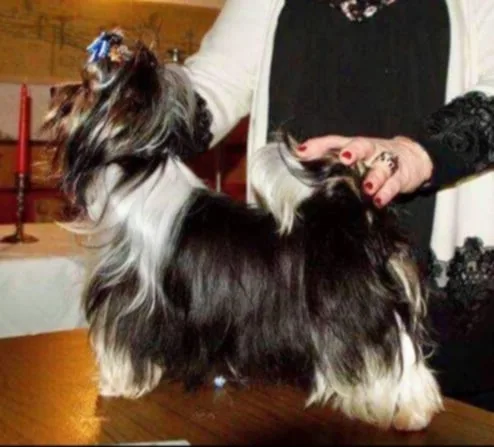 Elixir Of Energi Luxus Lazuri