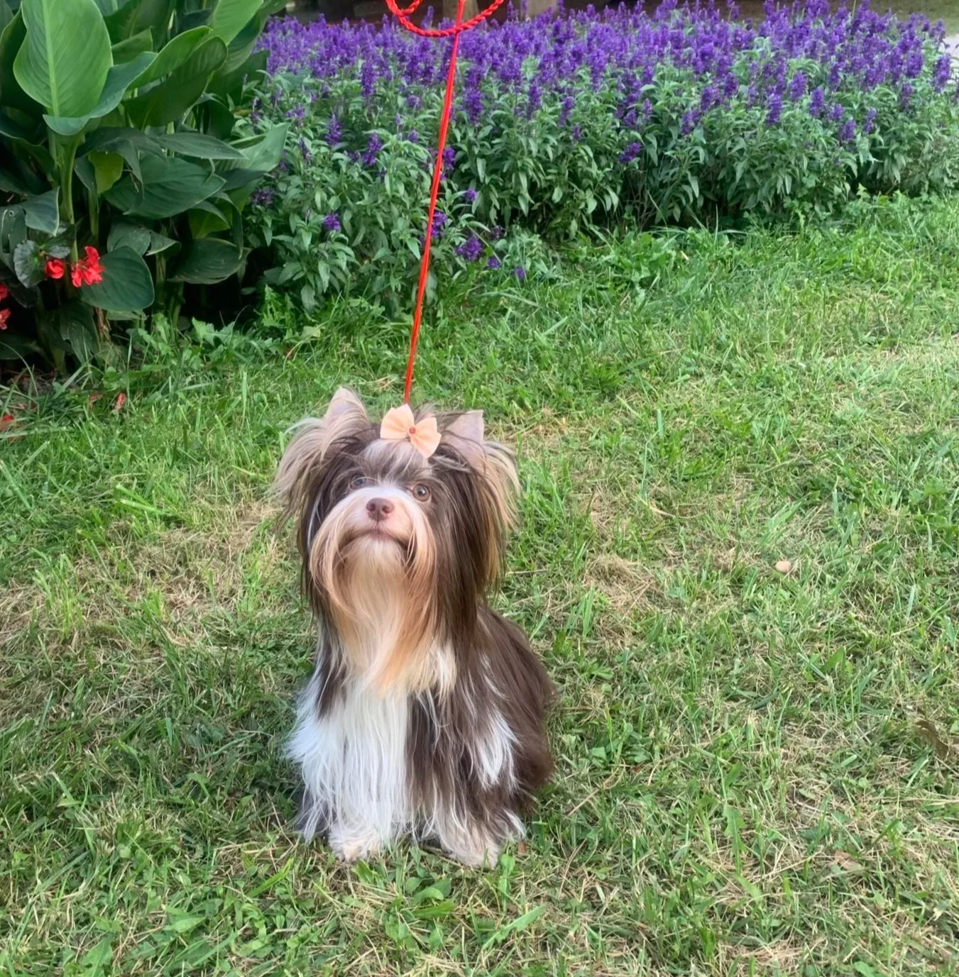 Fatime Little Silver Of York 