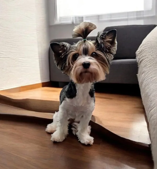  Glória Little Silver Of York 