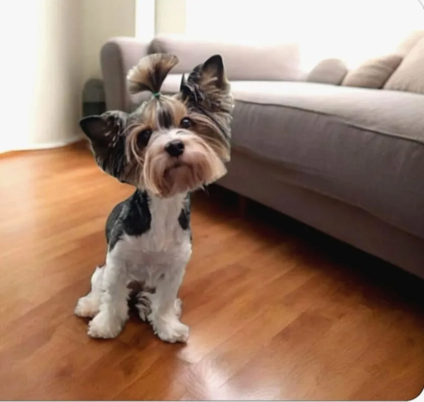  Glória Little Silver Of York 