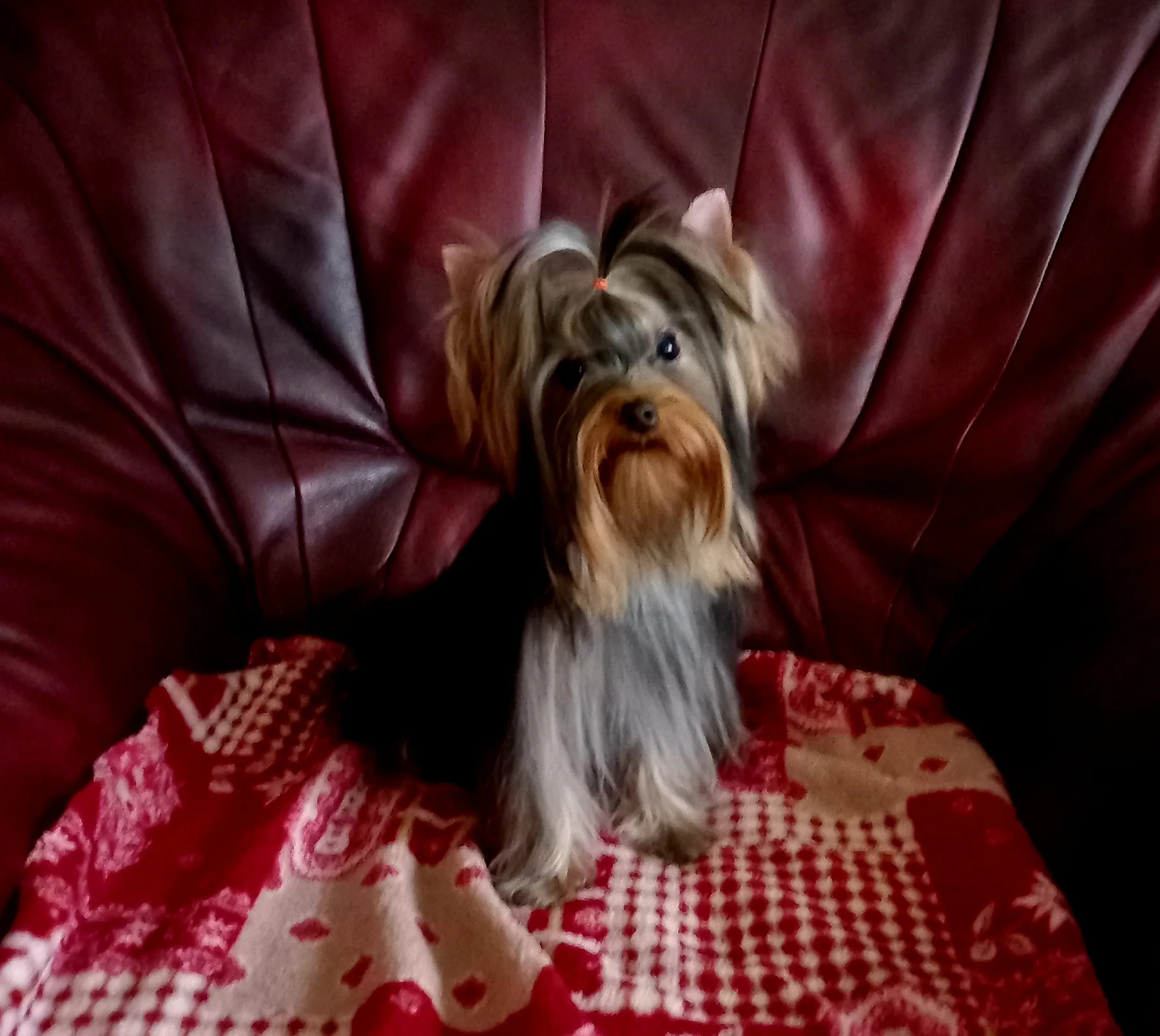 Nessa Brilliant Star Hause