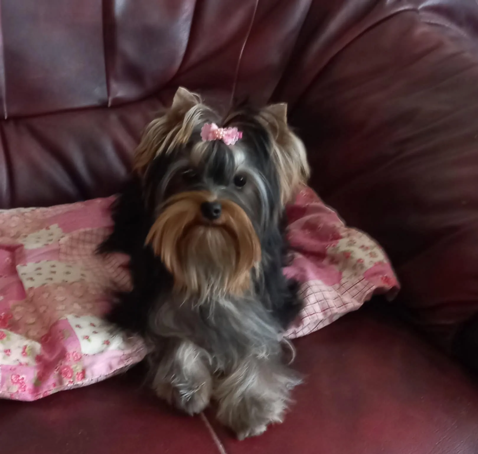 Nessa Brilliant Star Hause