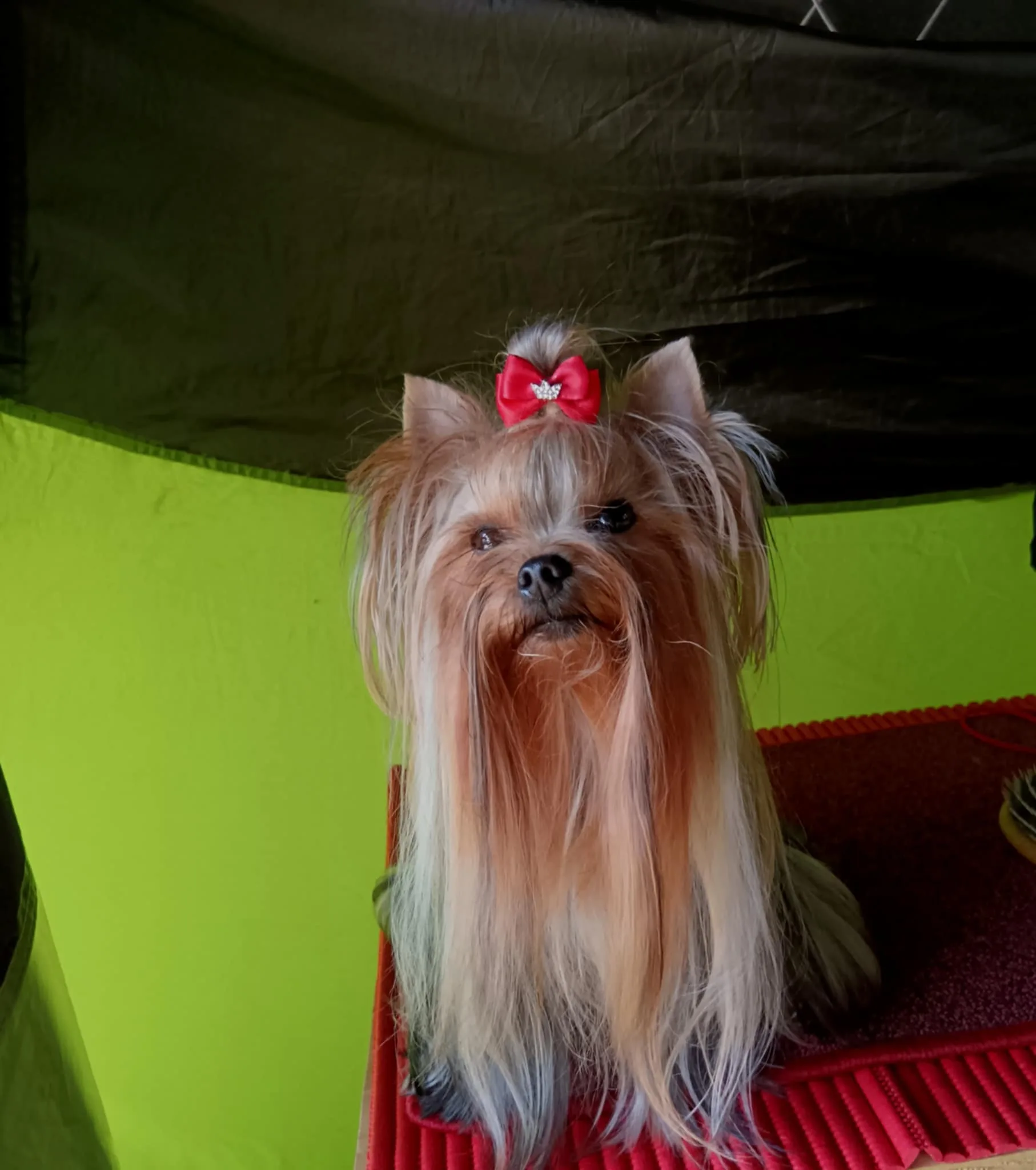 Rubin Little Silver Of York