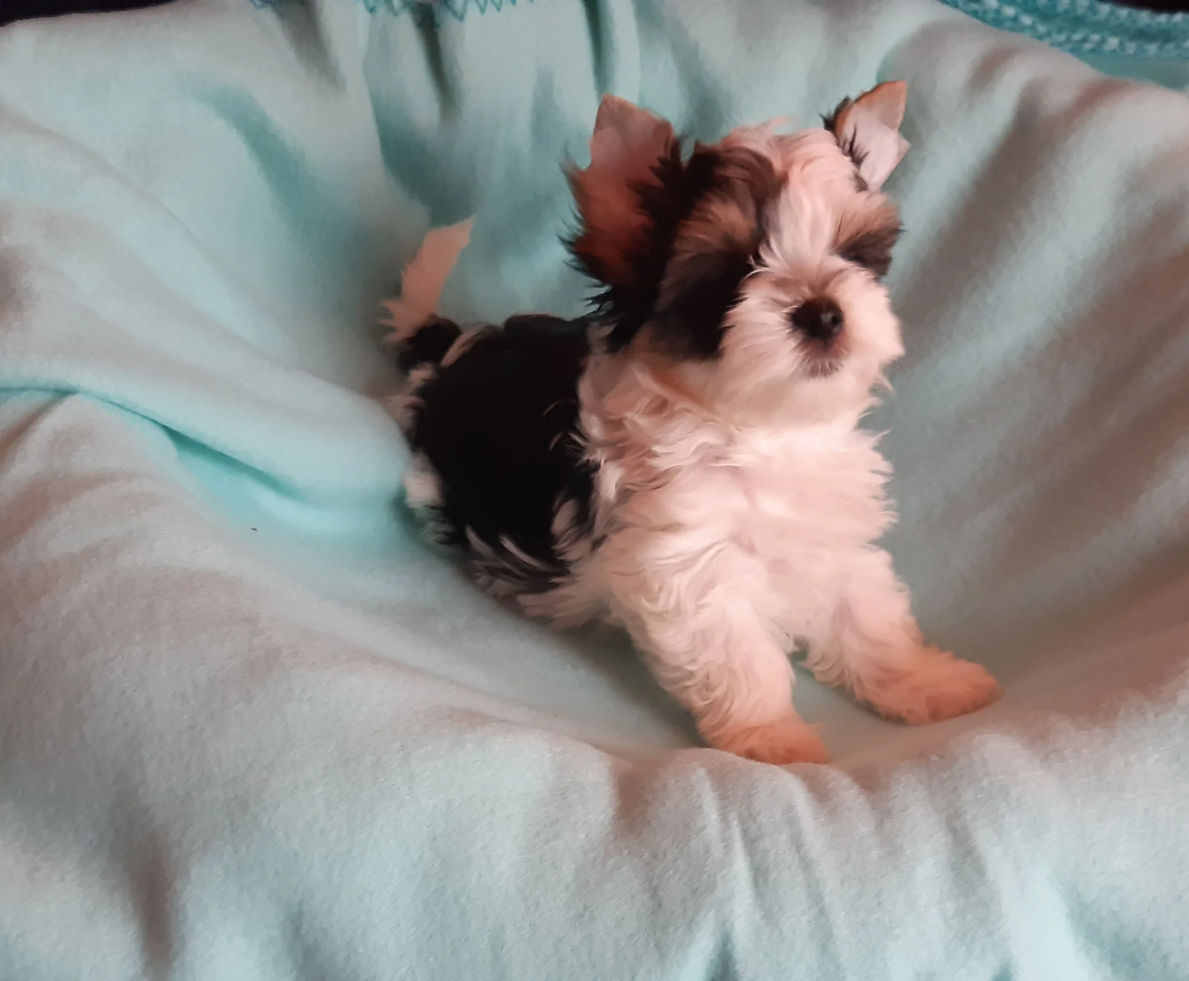 Tenyészetünkből kikerülő kutyák