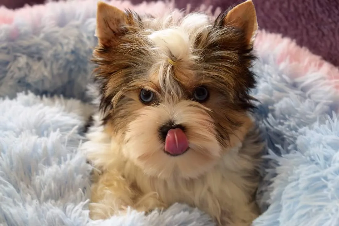 Tenyészetünkből kikerülő kutyák