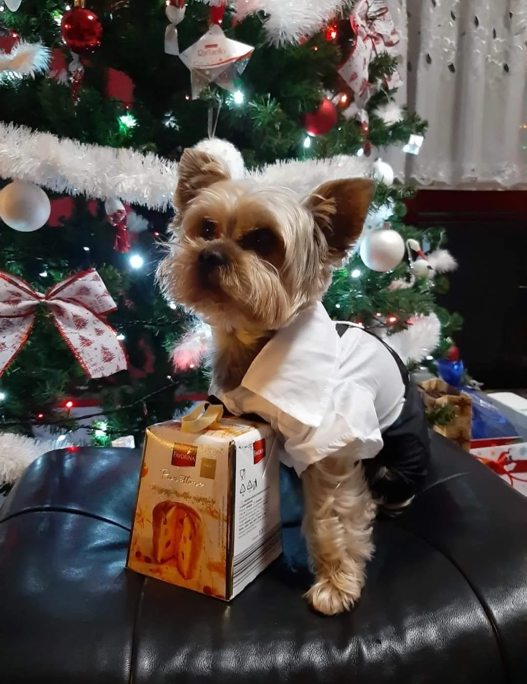 Tenyészetünkből kikerülő kutyák