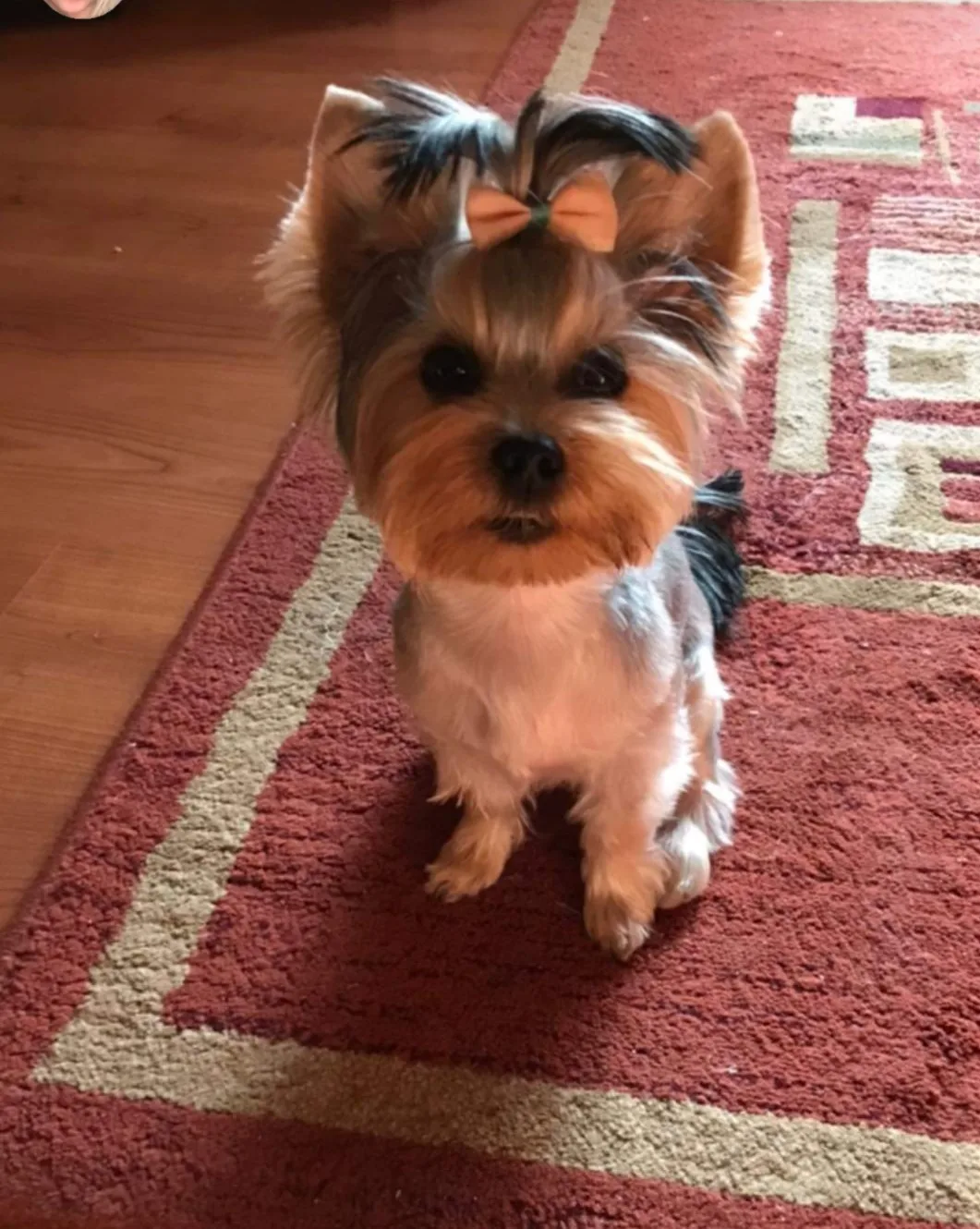 Tenyészetünkből kikerülő kutyák