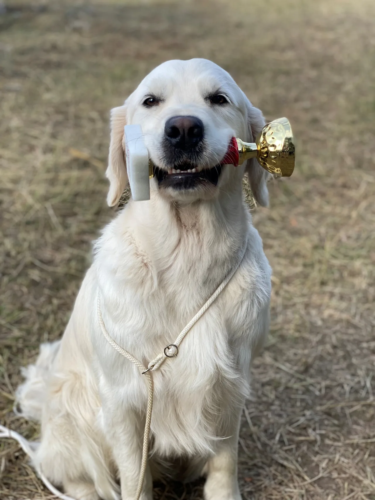 Honey Best of Breed eredménnyel