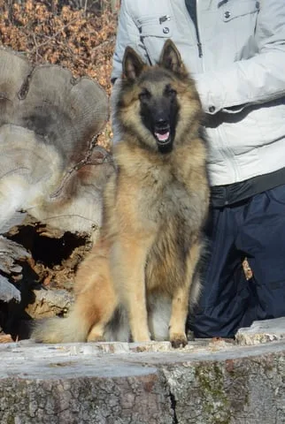 Glimbi's Chanel Belgiador V. Jayla – 2. kép