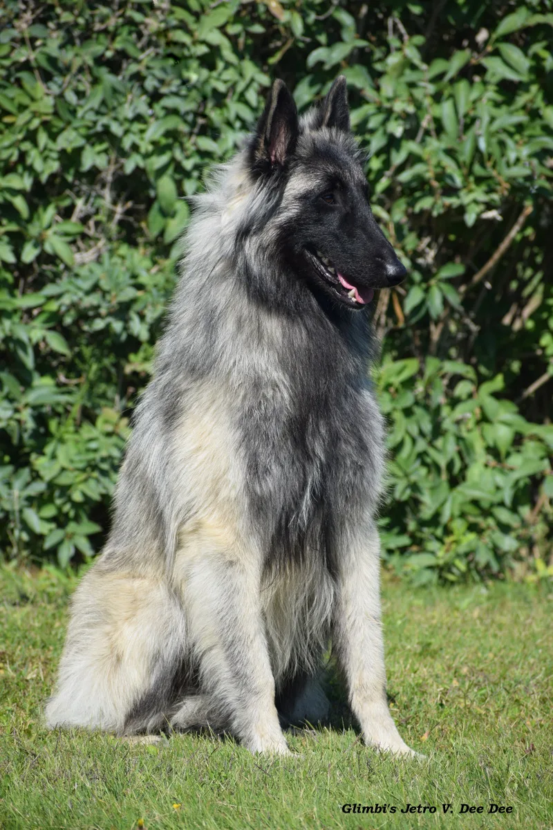 Glimbi's Jetro V. Dee Dee – kép 2