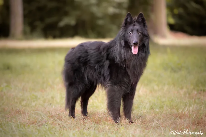 Black Obsidian Hayden – 2. kép