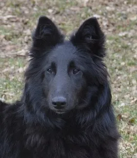 Black Obsidian Khendra – 3. kép