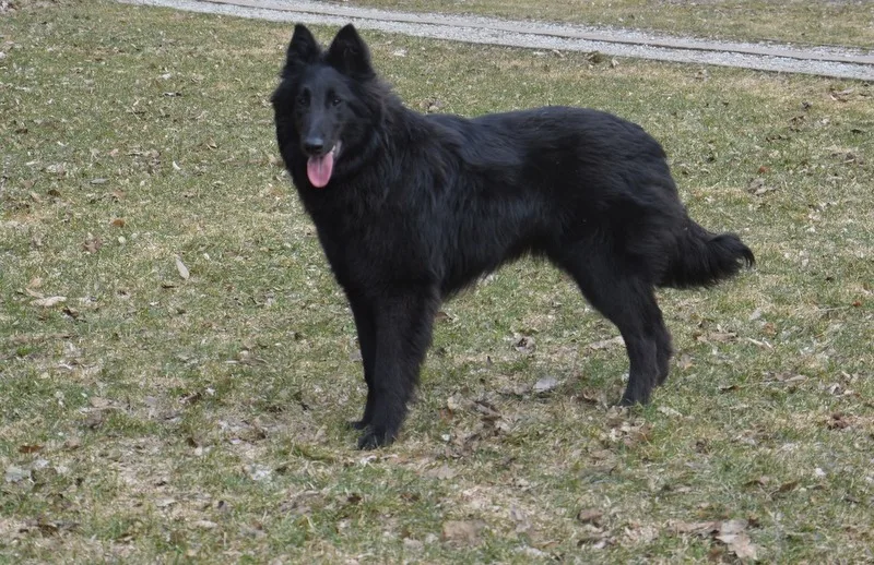 Black Obsidian Khendra – 4. kép