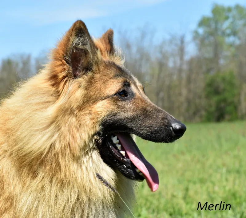 Black Obsidian Quinn 'Merlin'