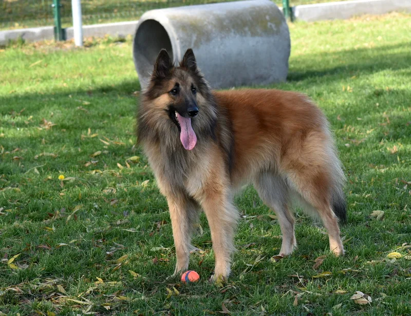 Black Obsidian Quinn 'Merlin' – 2. kép