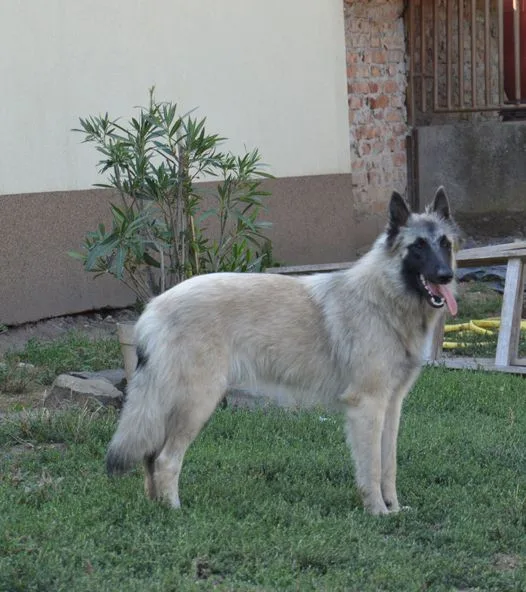 Quechy Bergerac DE Hu 'Topáz'