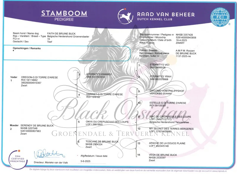 Faith de Bruine Buck 'Zafír' – kép 2