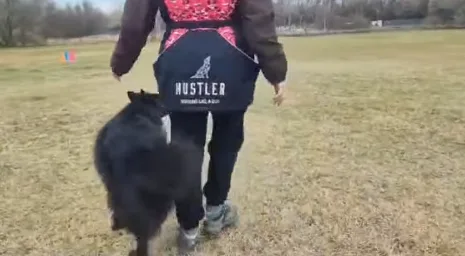 FMBB Belga juhászkutya világbajnokság Görögországban.