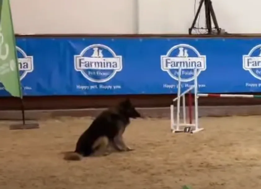 Black Obsidian Guinnes 'Floki' nyugdíjba vonul.