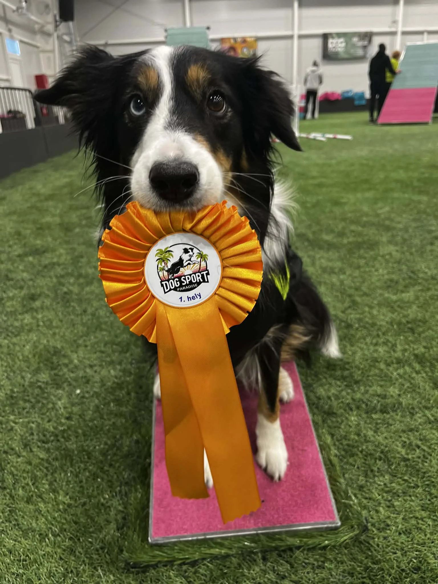 Tél – hó a Black Obsidian kennel életében kép 2