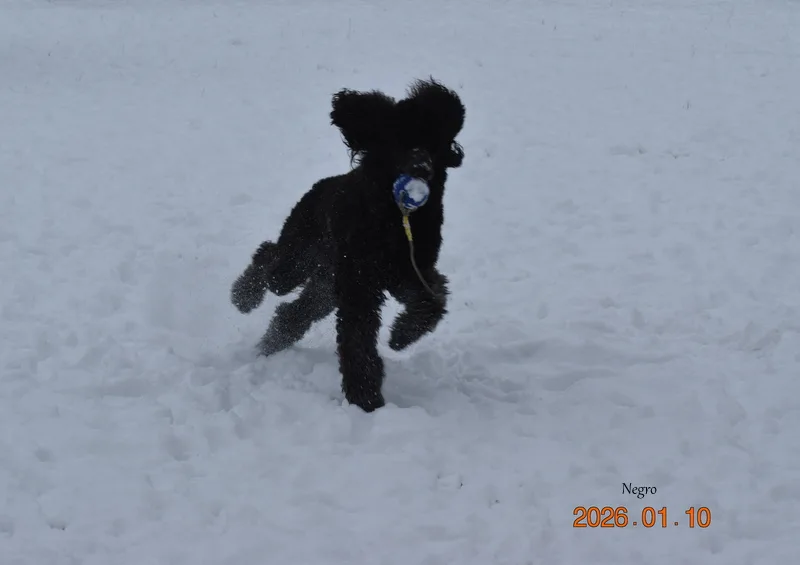 Tél – hó a Black Obsidian kennel életében kép 3
